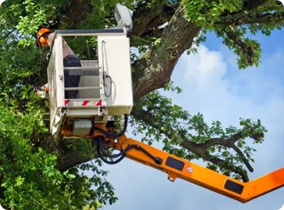 Arboriste utilisant une nacelle élévatrice pour tailler les branches d'un grand arbre.